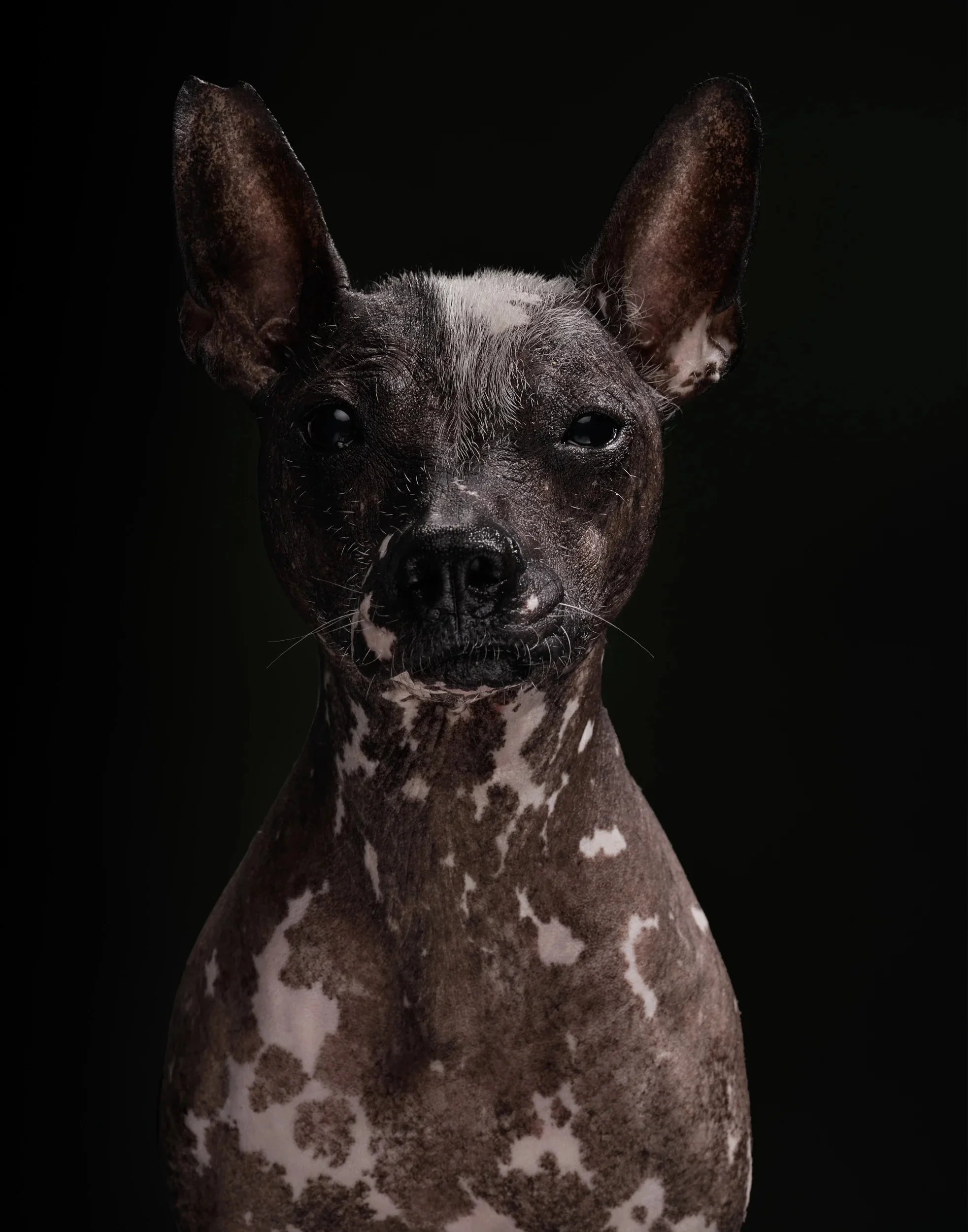 Front-facing portrait of a hairless dog with mottled black and white skin.
